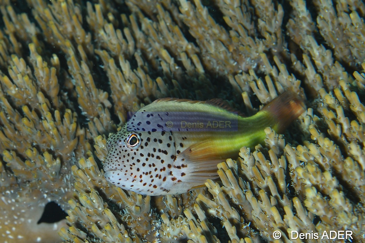 Paracirrhites forsteri-Wakatobi Batuata Island-8m-20180603-Denis-ADER-DSC_3766_tn.jpg